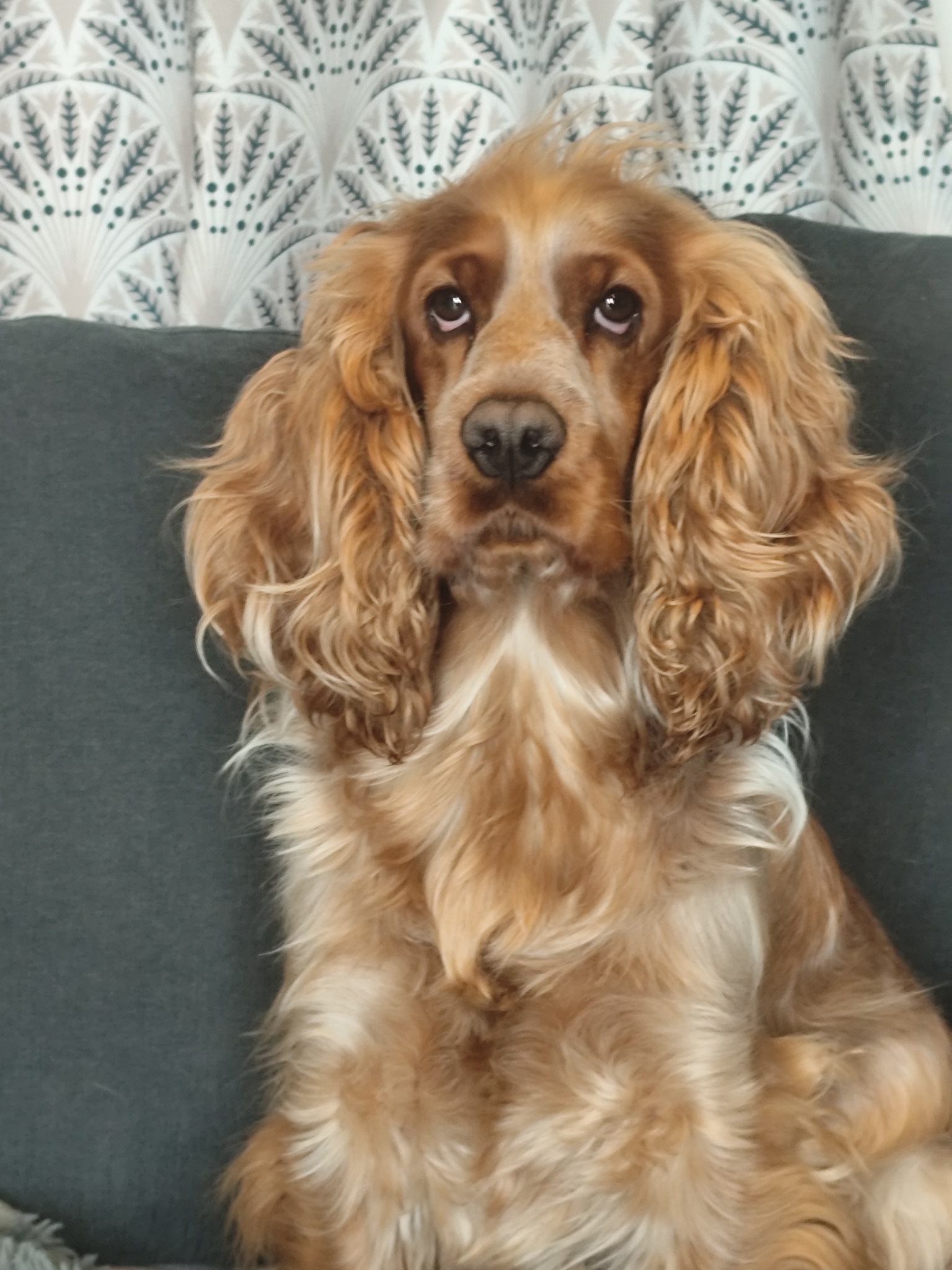 Animaux bienvenus – Vos compagnons profitent aussi du séjour