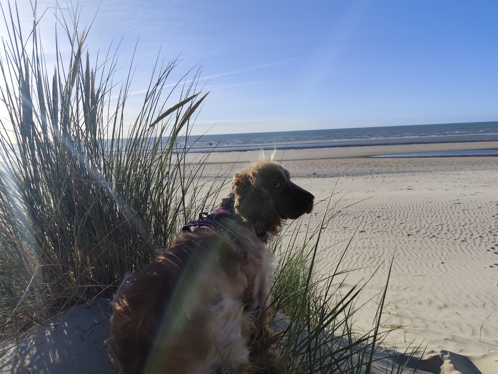 Animaux bienvenus – La plage, aussi pour eux