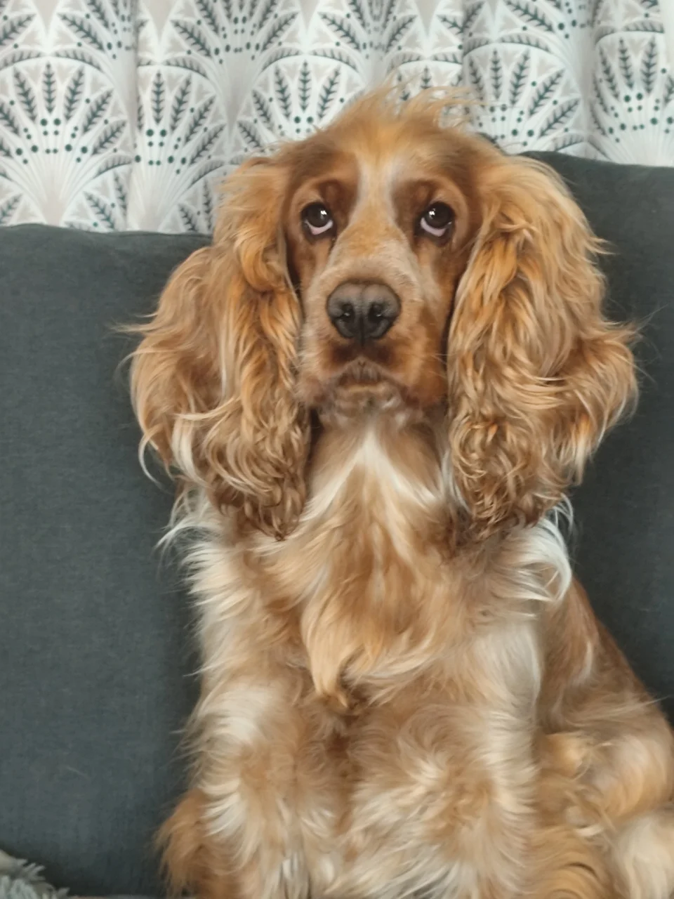Animaux bienvenus – Vos compagnons profitent aussi du séjour